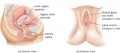 Physical Changes in the Female During the Excitement Phase