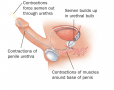 Physical Changes in the Male During Orgasm and Ejaculation