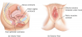 Physical Changes in the Female During Orgasm