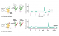 Presynaptic modulation at axoaxonic synapses.