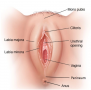 The structures of the vulva.