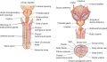 The structures of the bladder, prostate gland, and penis.