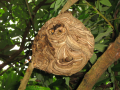 Vespa crabro nest