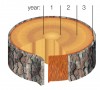 Yearly growth of tree trunk (cross-section)