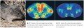 Studying the genetic roots of mating and bonding behavior