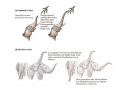 Lamarckian and Darwinian views of evolution