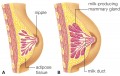 Cutaway views of (a) the breast of a woman who is not pregnant and (b) the breast of a lactating wom