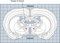 Stereotaxic Atlas 