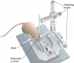 Stereotaxic Apparatus  