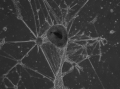 Human embryonic stem cells differentiated to neural cells