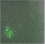 Partially reprogrammed mouse fibroblast expressing GFP