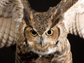 Great Horned Owl