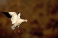 A Snow Goose in flight. 