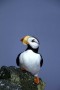 Horned Puffin, St.Paul Island, Alaska. 