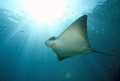 A Bat Ray cruising through the water column below the "sunburst." Bat Rays are types of ...