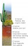 Desert soil profile