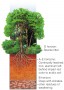 Tropical rain forest soil profile