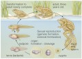 Complete Lifecycle of a Frog
