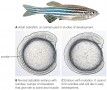 Lethal Mutation Affecting Somites