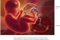 Artist’s depiction of the view inside the uterus, showing a fetus connected by an umbilical cord ...