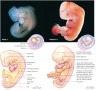 Human embryo at successive stages of development (not to scale). 