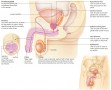 Organs of the human male reproductive system, their functions, and locations.