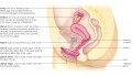Female Reproductive System (Illustrated)