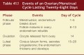 Events of an Ovarian/Mentrual Cycle Lasting Twenty-Eight Days