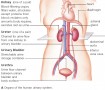 Human urinary system.