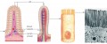 Structure of the small intestine. 