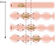 Muscle action in the small intestine