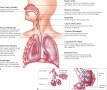 Human Lungs (Respiratory System)