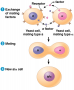 yeast cell signaling