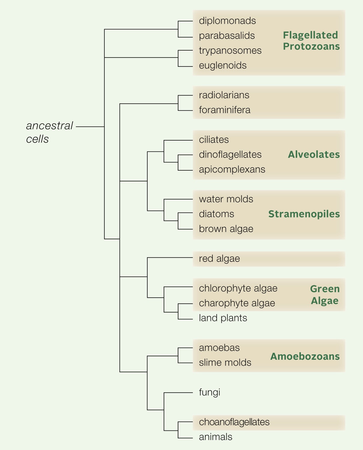 Protist diversity and phylogeny