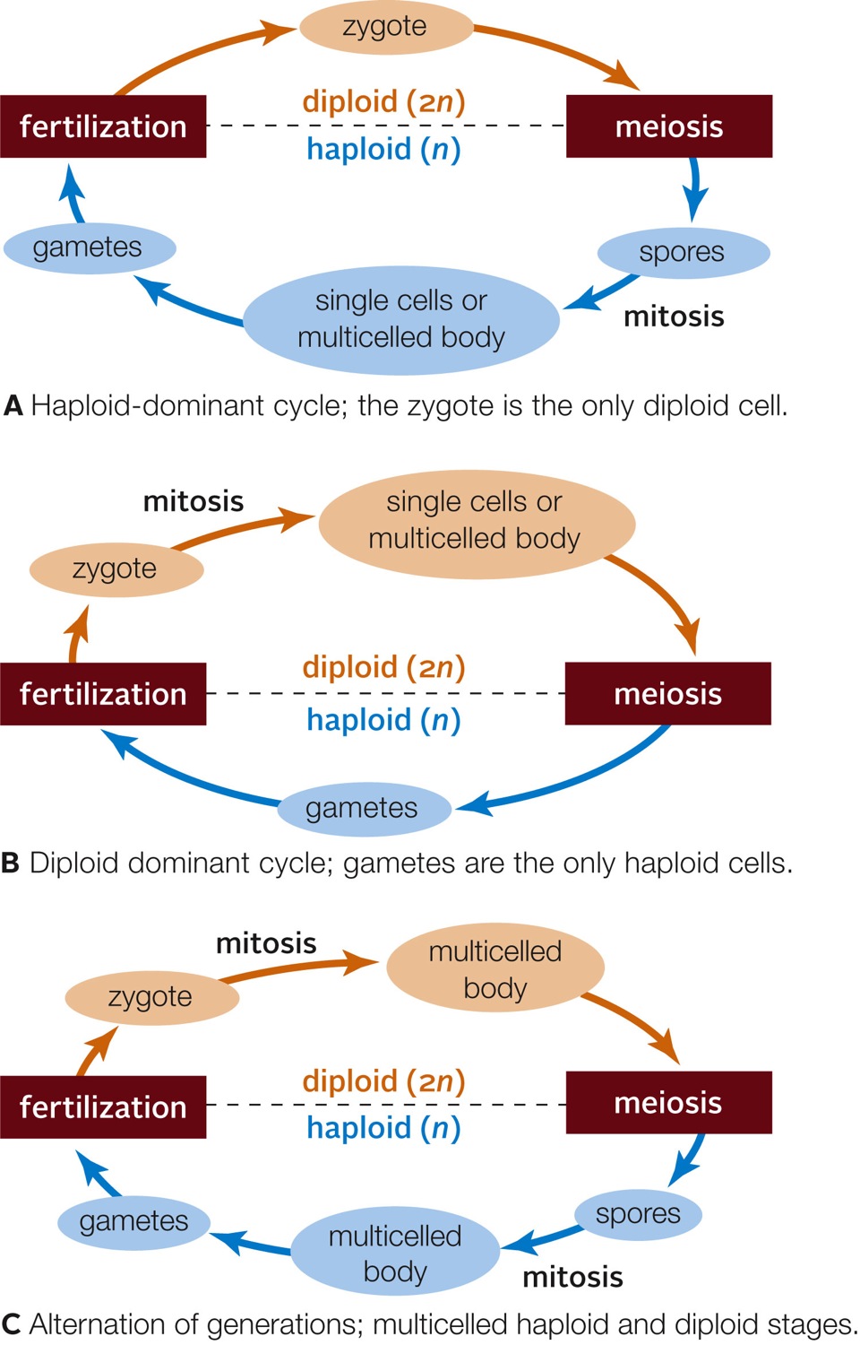 Three General Protist Life Cycles