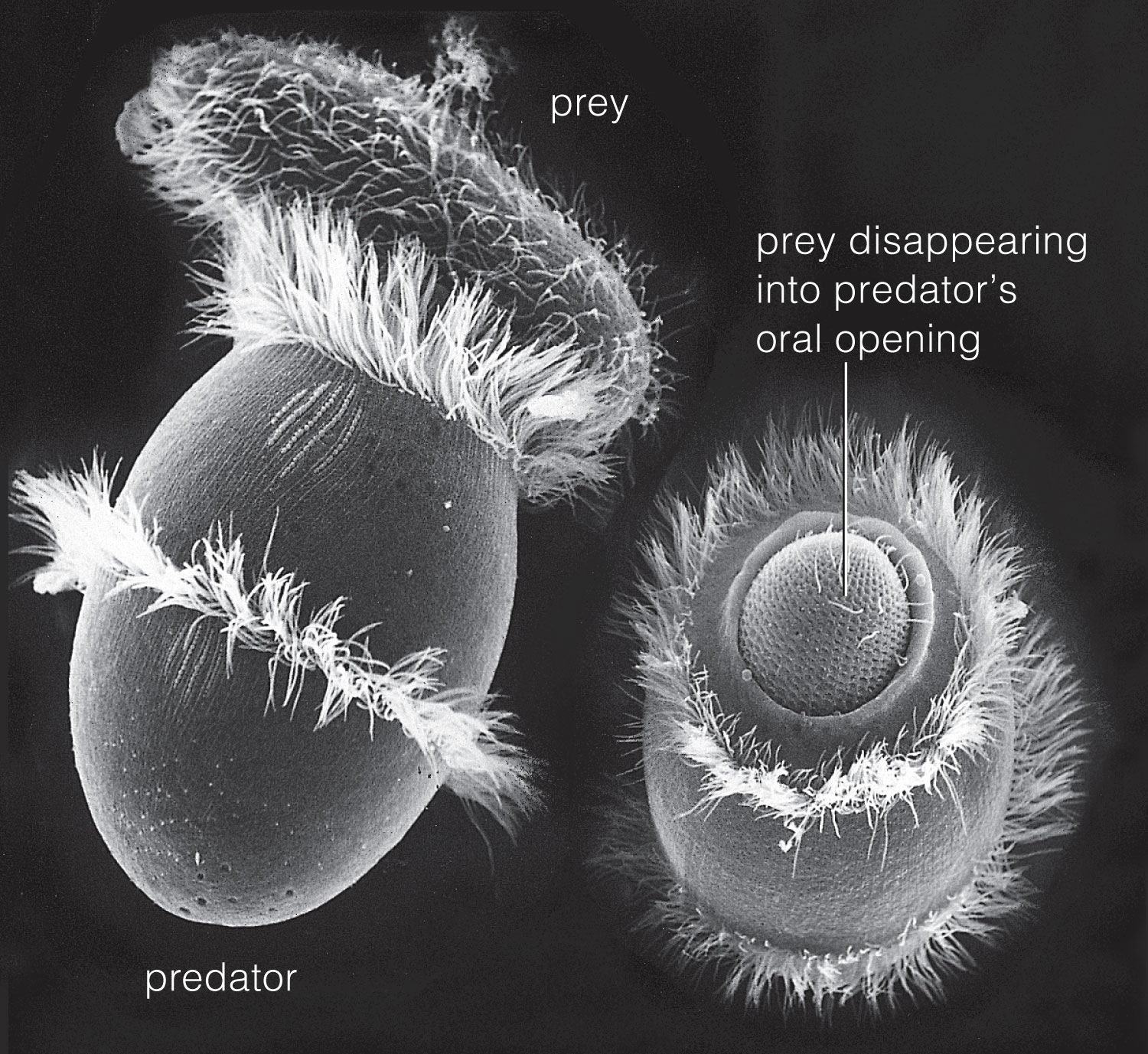 Didinium, a barrel-shaped ciliate with tufts of cilia, catching (left) and engulfing (right) Paramec