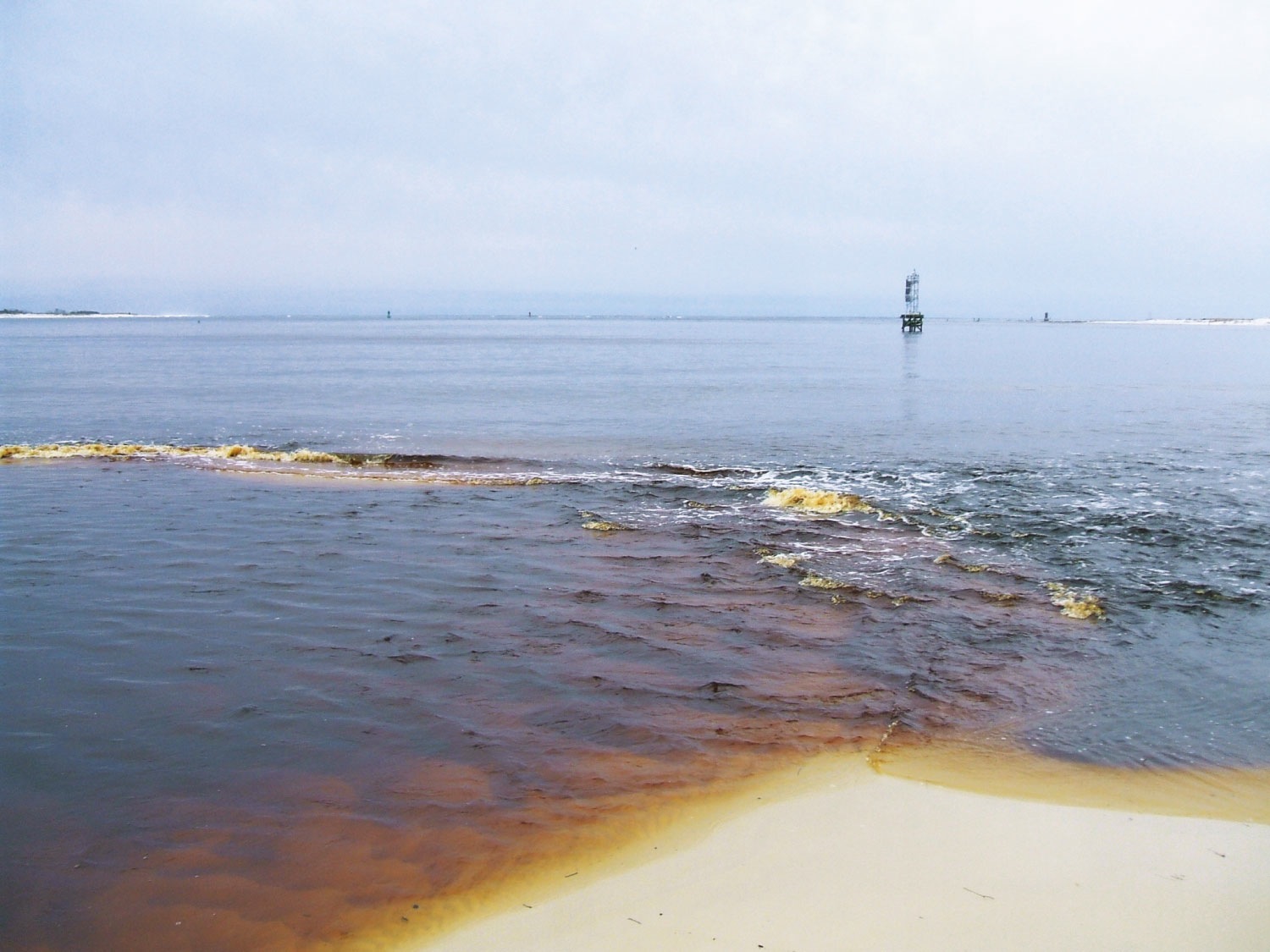 Harmful algal blooms