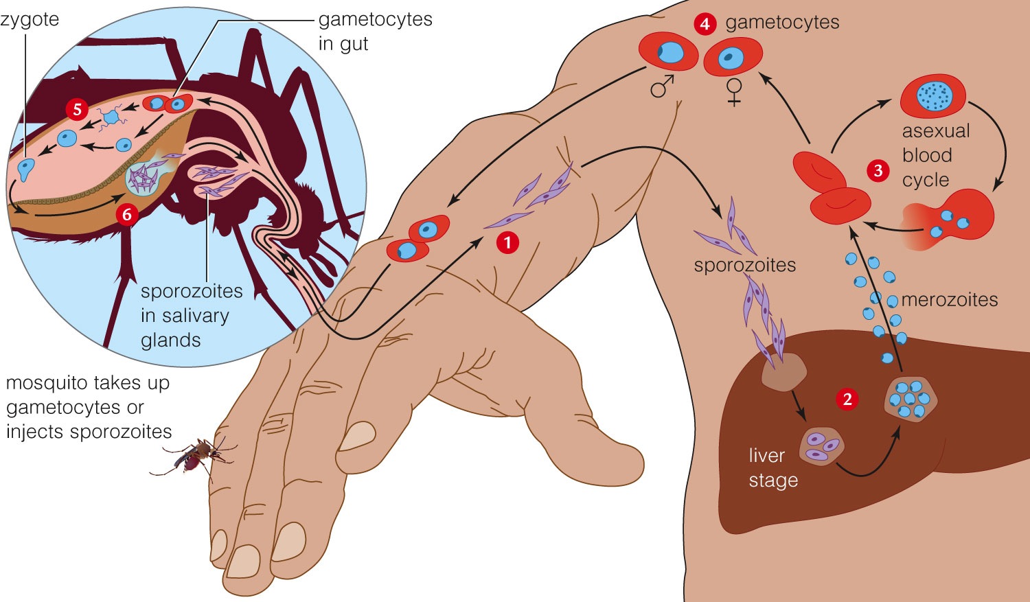 Life cycle of a Plasmodium species that causes malaria