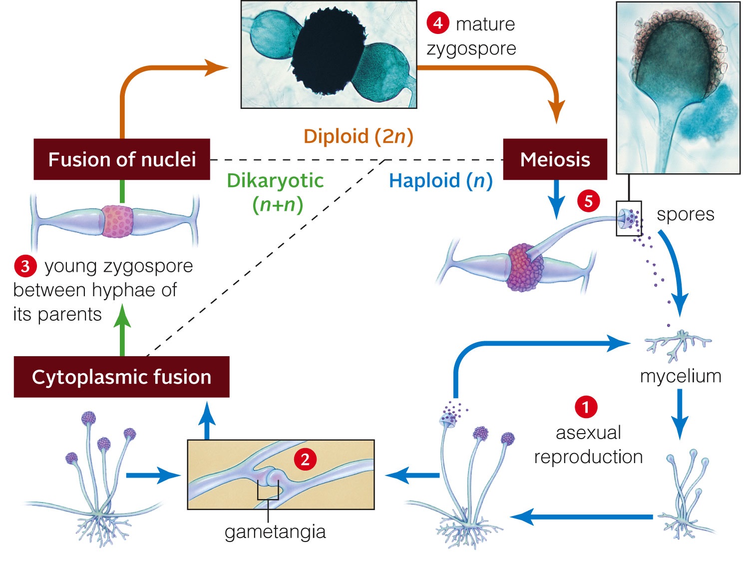 Life cycle of Rhizopus stolonifer, a black bread mold