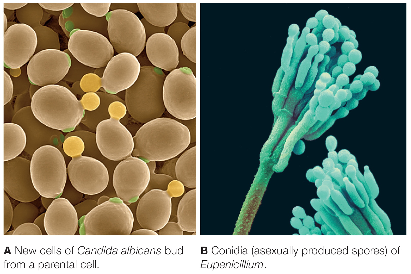 Asexual reproduction in sac fungi