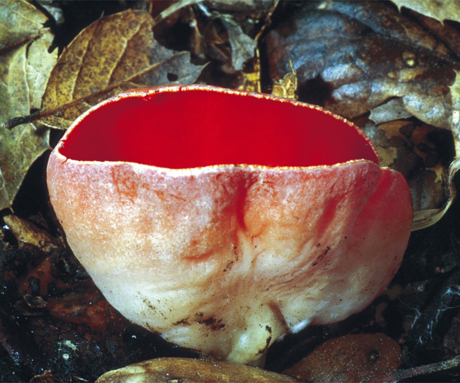 Ascocarp: Scarlet Cup Fungus