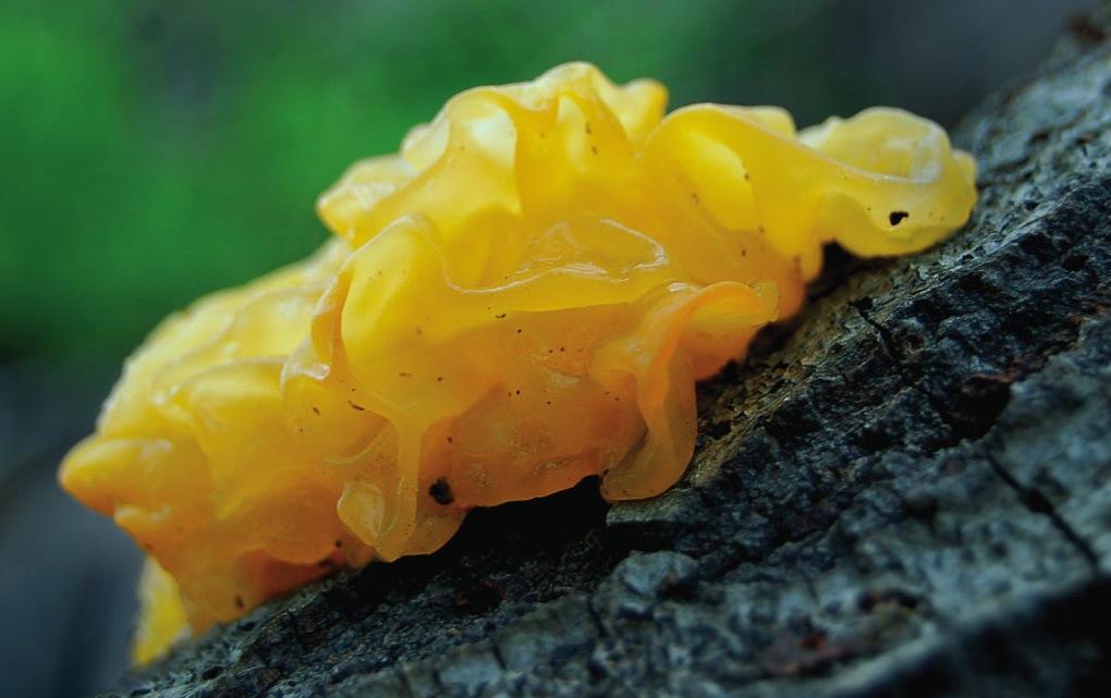 Jelly fungus