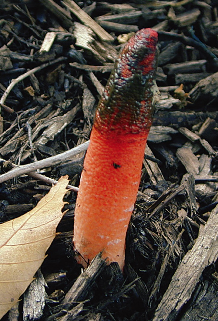 Stinkhorn