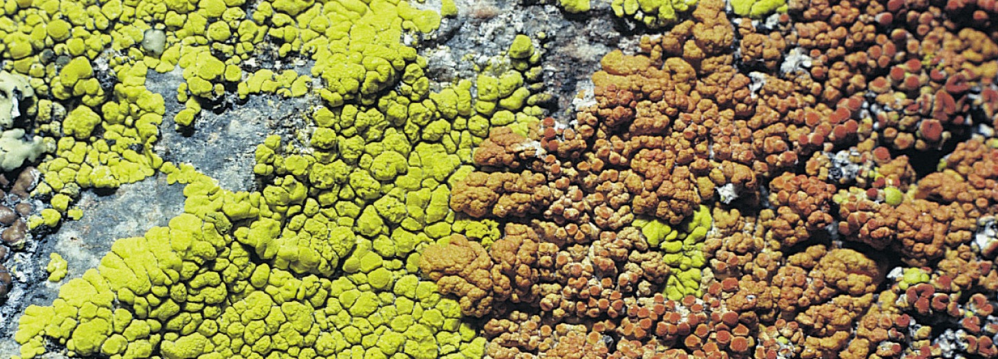 Encrusting Lichen