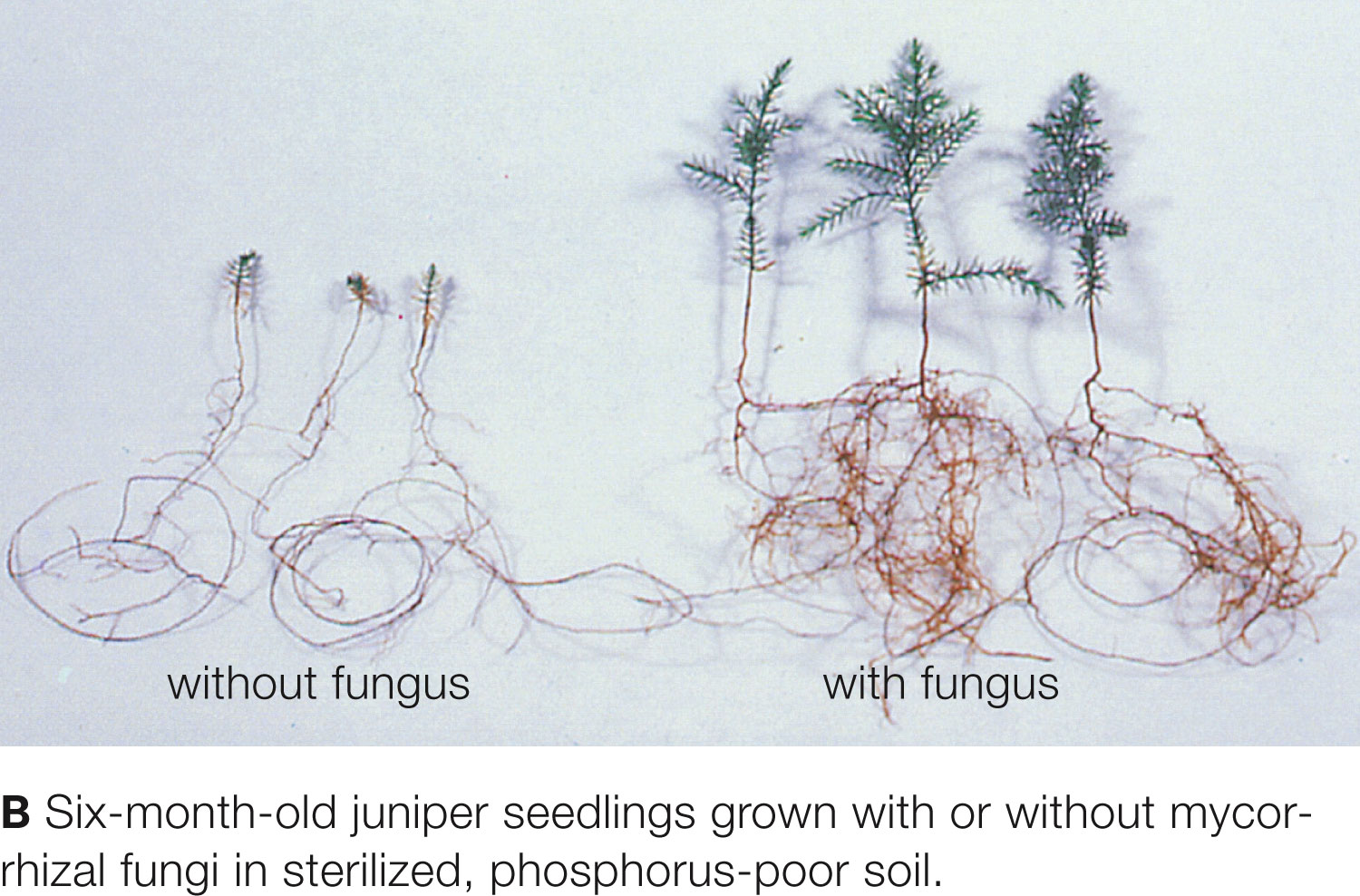 Plant growth with and without fungus (comparison)