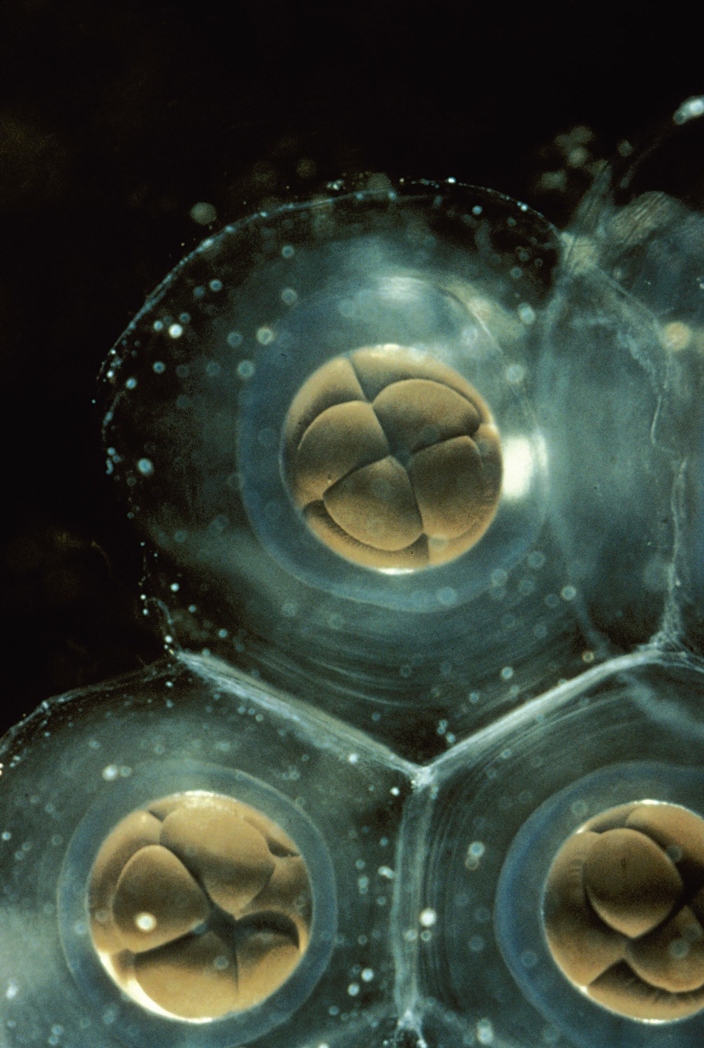 Cell Division in Frog Embryos