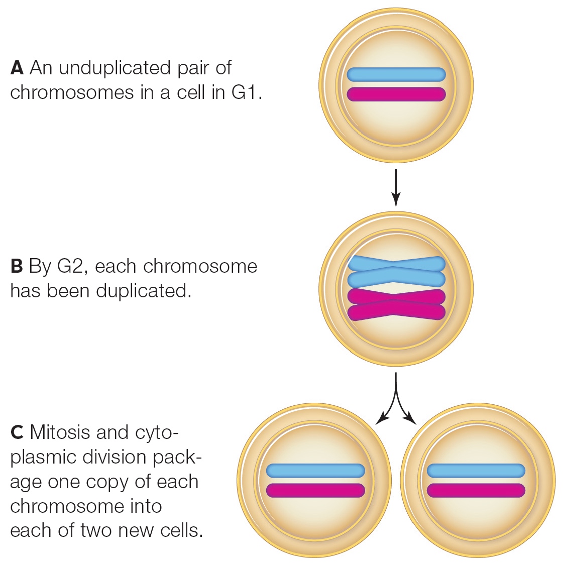How mitosis maintains the chromosome number.