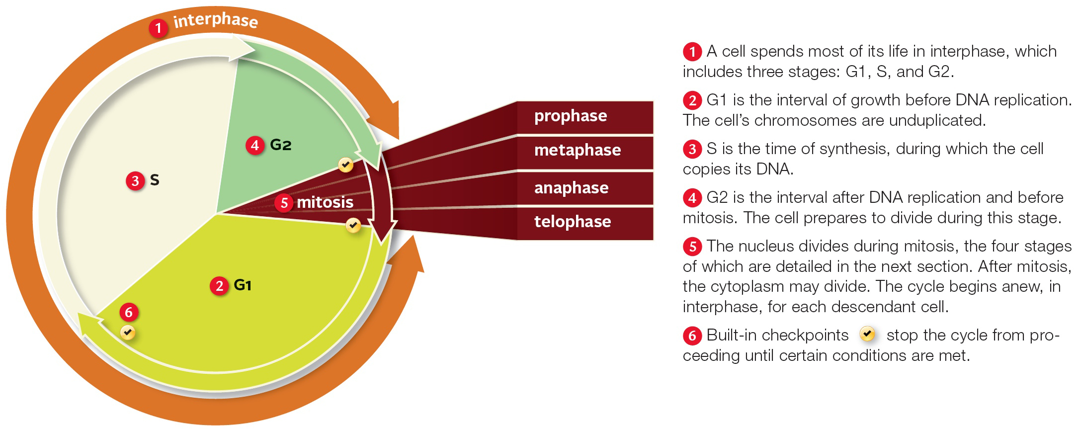 The eukaryotic cell cycle.
