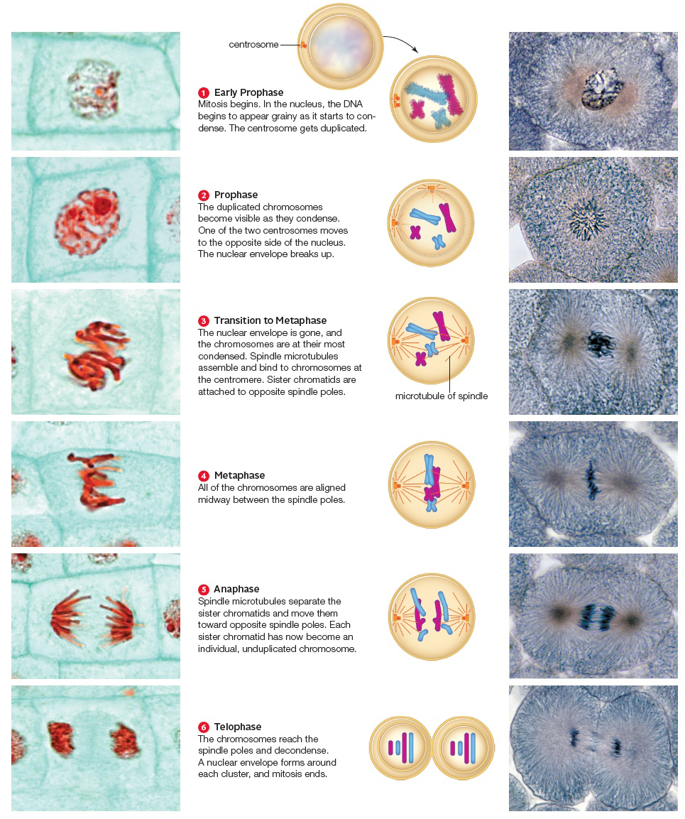 Mitosis (A comparison of plant vs. animal cells)