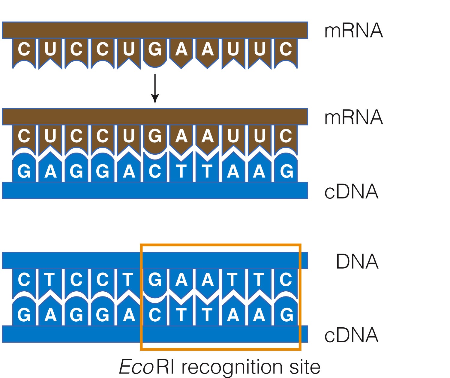 cDNA Cloning